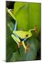 Red Eyed Tree Frog, Costa Rica-null-Mounted Photographic Print