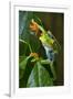 Red Eyed Tree Frog, Costa Rica-null-Framed Photographic Print