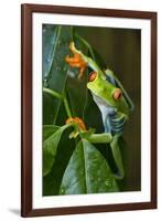 Red Eyed Tree Frog, Costa Rica-null-Framed Photographic Print