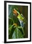 Red Eyed Tree Frog, Costa Rica-null-Framed Photographic Print