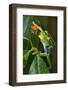 Red Eyed Tree Frog, Costa Rica-null-Framed Photographic Print