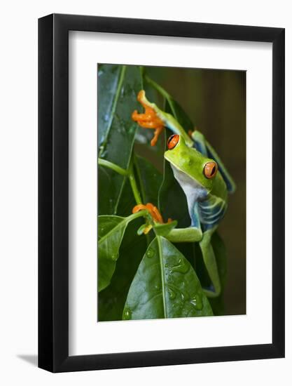 Red Eyed Tree Frog, Costa Rica-null-Framed Photographic Print