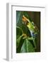 Red Eyed Tree Frog, Costa Rica-null-Framed Photographic Print