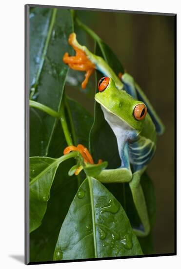 Red Eyed Tree Frog, Costa Rica-null-Mounted Photographic Print