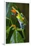 Red Eyed Tree Frog, Costa Rica-null-Framed Photographic Print