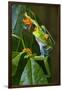 Red Eyed Tree Frog, Costa Rica-null-Framed Photographic Print