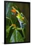 Red Eyed Tree Frog, Costa Rica-null-Framed Photographic Print