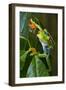 Red Eyed Tree Frog, Costa Rica-null-Framed Photographic Print