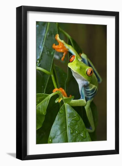 Red Eyed Tree Frog, Costa Rica-null-Framed Photographic Print