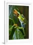 Red Eyed Tree Frog, Costa Rica-null-Framed Photographic Print