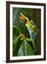 Red Eyed Tree Frog, Costa Rica-null-Framed Photographic Print