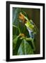 Red Eyed Tree Frog, Costa Rica-null-Framed Photographic Print