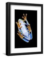 Red Eyed Tree Frog, Costa Rica-Paul Souders-Framed Photographic Print