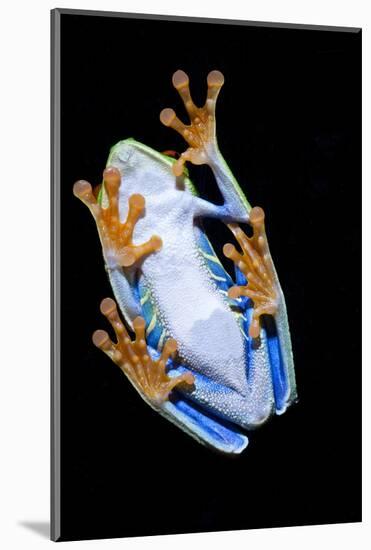 Red Eyed Tree Frog, Costa Rica-Paul Souders-Mounted Photographic Print