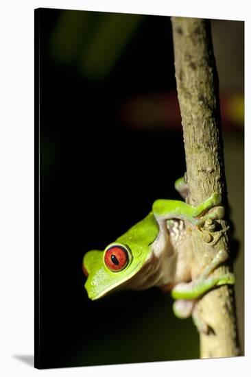 Red Eyed Tree Frog, Costa Rica-null-Stretched Canvas