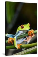 Red Eyed Tree Frog, Costa Rica-Paul Souders-Stretched Canvas