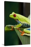 Red Eyed Tree Frog, Costa Rica-Paul Souders-Stretched Canvas