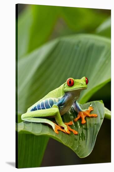 Red Eyed Tree Frog, Costa Rica-Paul Souders-Stretched Canvas