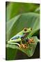 Red Eyed Tree Frog, Costa Rica-Paul Souders-Stretched Canvas