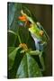 Red Eyed Tree Frog, Costa Rica-null-Stretched Canvas