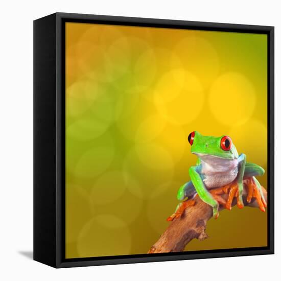 Red Eyed Tree Frog From Costa Rica Rain Forest-kikkerdirk-Framed Stretched Canvas