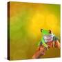 Red Eyed Tree Frog From Costa Rica Rain Forest-kikkerdirk-Stretched Canvas