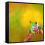 Red Eyed Tree Frog From Costa Rica Rain Forest-kikkerdirk-Framed Stretched Canvas