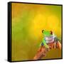 Red Eyed Tree Frog From Costa Rica Rain Forest-kikkerdirk-Framed Stretched Canvas