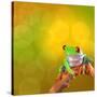 Red Eyed Tree Frog From Costa Rica Rain Forest-kikkerdirk-Stretched Canvas