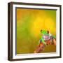 Red Eyed Tree Frog From Costa Rica Rain Forest-kikkerdirk-Framed Photographic Print