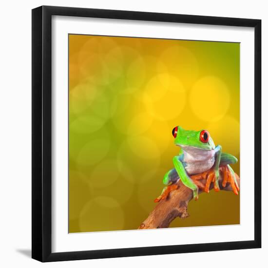 Red Eyed Tree Frog From Costa Rica Rain Forest-kikkerdirk-Framed Photographic Print