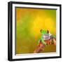 Red Eyed Tree Frog From Costa Rica Rain Forest-kikkerdirk-Framed Photographic Print