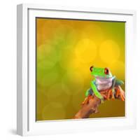 Red Eyed Tree Frog From Costa Rica Rain Forest-kikkerdirk-Framed Photographic Print