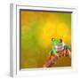 Red Eyed Tree Frog From Costa Rica Rain Forest-kikkerdirk-Framed Photographic Print