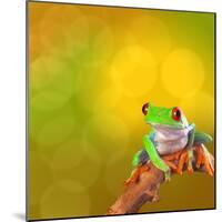 Red Eyed Tree Frog From Costa Rica Rain Forest-kikkerdirk-Mounted Photographic Print