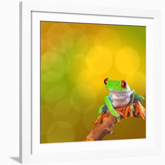 Red Eyed Tree Frog From Costa Rica Rain Forest-kikkerdirk-Framed Photographic Print