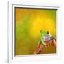 Red Eyed Tree Frog From Costa Rica Rain Forest-kikkerdirk-Framed Photographic Print