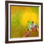 Red Eyed Tree Frog From Costa Rica Rain Forest-kikkerdirk-Framed Photographic Print