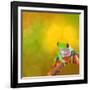 Red Eyed Tree Frog From Costa Rica Rain Forest-kikkerdirk-Framed Photographic Print