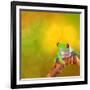 Red Eyed Tree Frog From Costa Rica Rain Forest-kikkerdirk-Framed Photographic Print