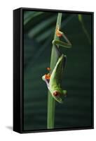 Red Eyed Tree Frog Hanging from Plant-DLILLC-Framed Stretched Canvas