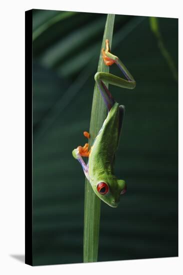 Red Eyed Tree Frog Hanging from Plant-DLILLC-Stretched Canvas