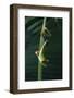 Red Eyed Tree Frog Hanging from Plant-DLILLC-Framed Photographic Print