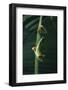 Red Eyed Tree Frog Hanging from Plant-DLILLC-Framed Photographic Print