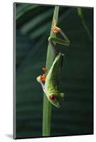 Red Eyed Tree Frog Hanging from Plant-DLILLC-Mounted Photographic Print