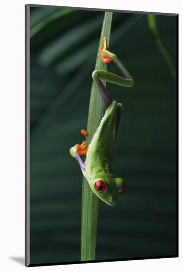 Red Eyed Tree Frog Hanging from Plant-DLILLC-Mounted Photographic Print