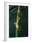 Red Eyed Tree Frog Hanging from Plant-DLILLC-Framed Photographic Print