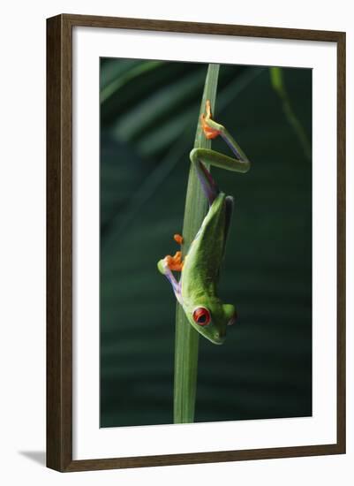 Red Eyed Tree Frog Hanging from Plant-DLILLC-Framed Photographic Print