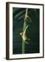 Red Eyed Tree Frog Hanging from Plant-DLILLC-Framed Photographic Print