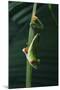 Red Eyed Tree Frog Hanging from Plant-DLILLC-Mounted Photographic Print